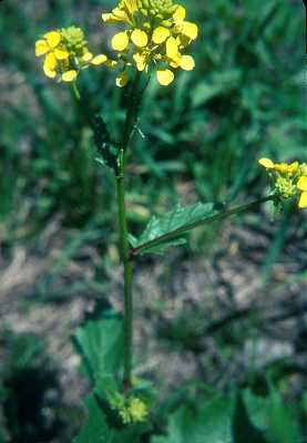 Brassica juncea research paper