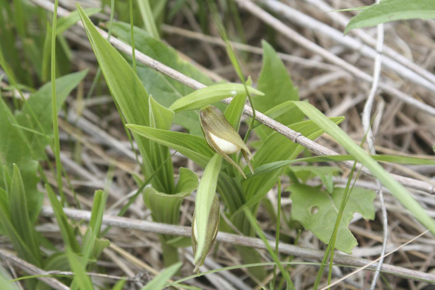 Online virtual flora of wisconsin image details 748428