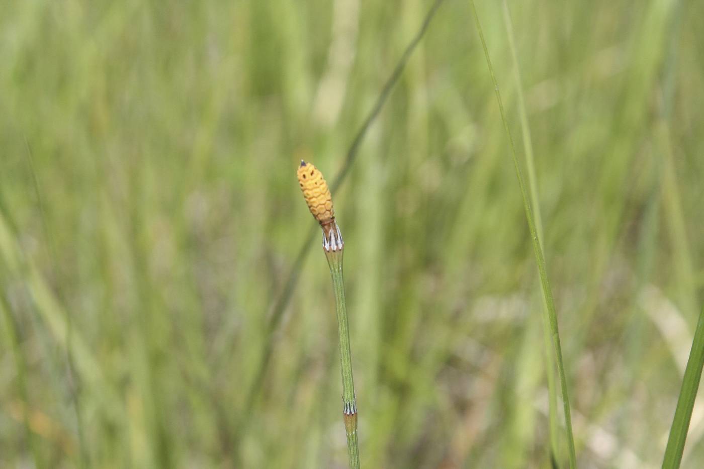 Online Virtual Flora of Wisconsin Image Details: #748526