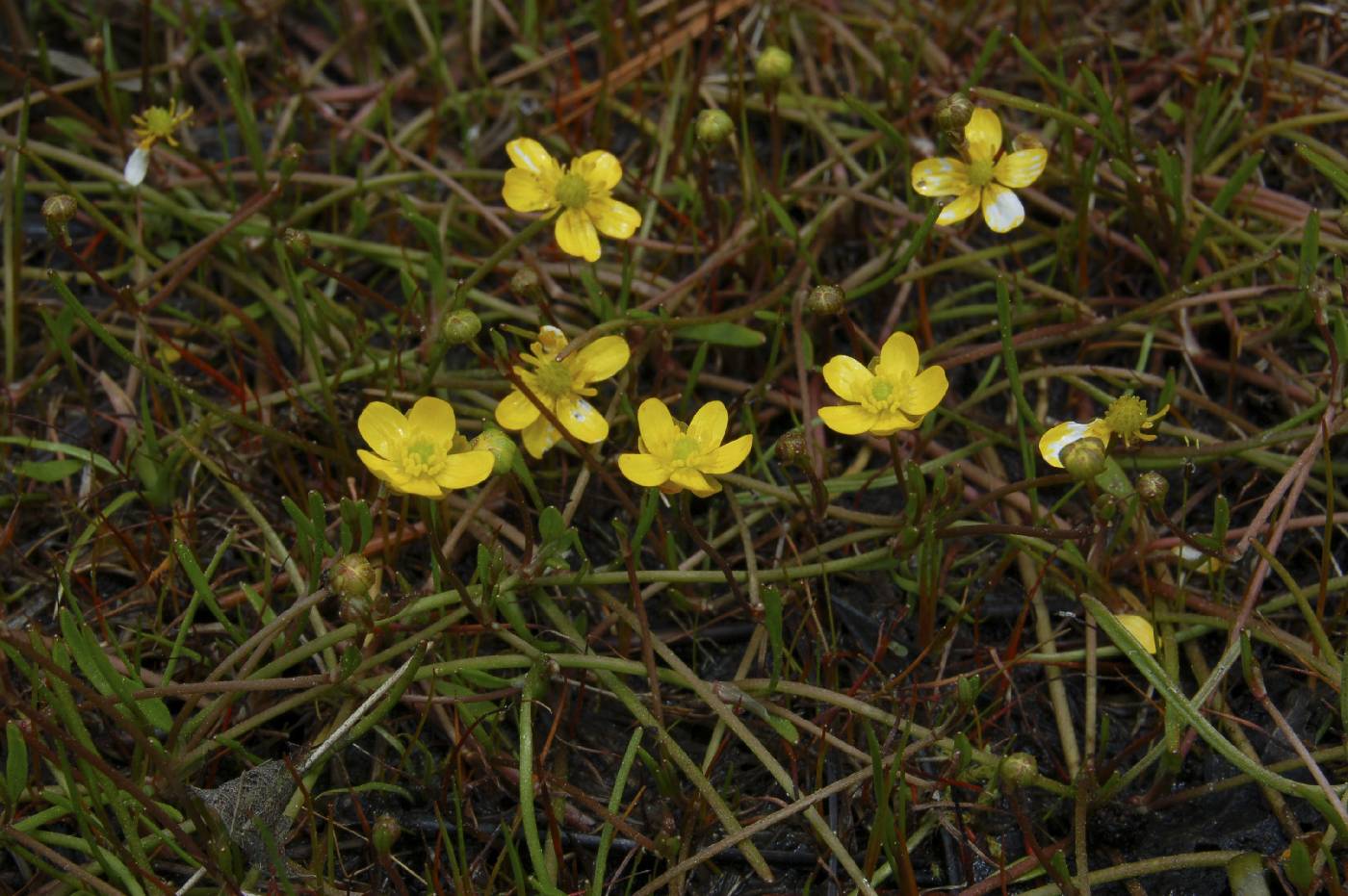 Online Virtual Flora of Wisconsin Image Details: #747832