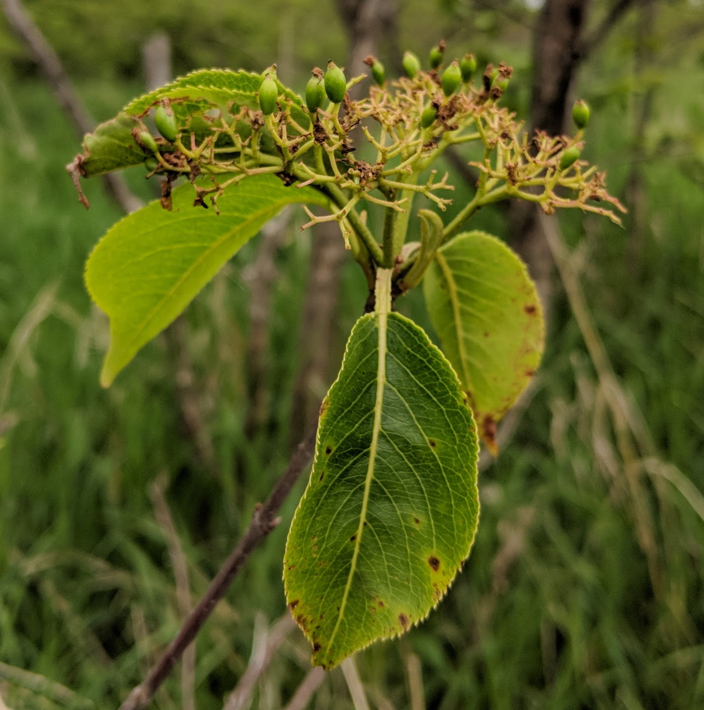Viburnum lantana image