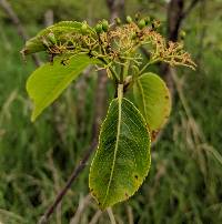 Viburnum lantana image