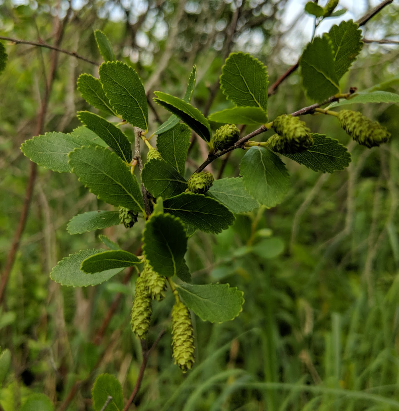 Betula pumila image