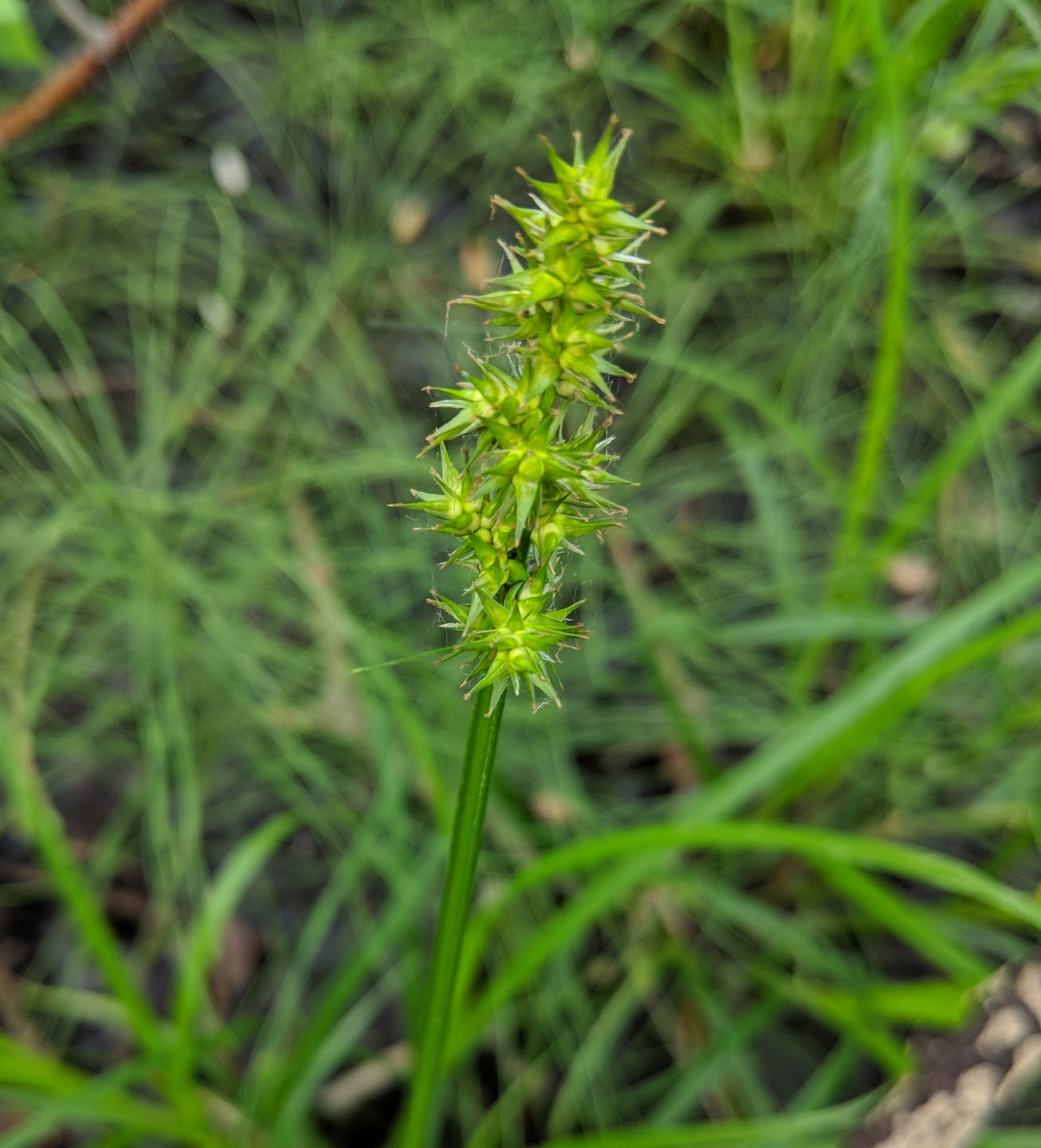 Carex stipata image