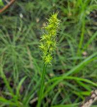 Carex stipata image