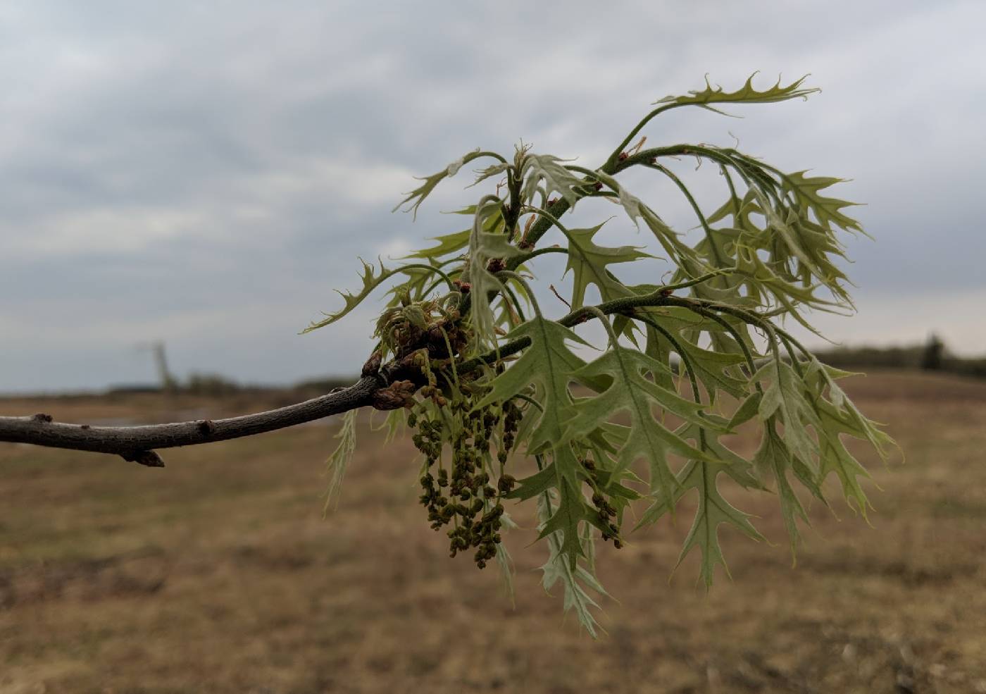 Quercus ellipsoidalis image