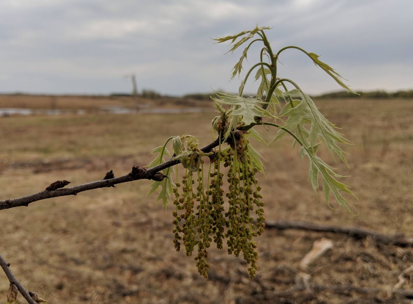 Quercus ellipsoidalis image