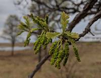 Quercus macrocarpa image