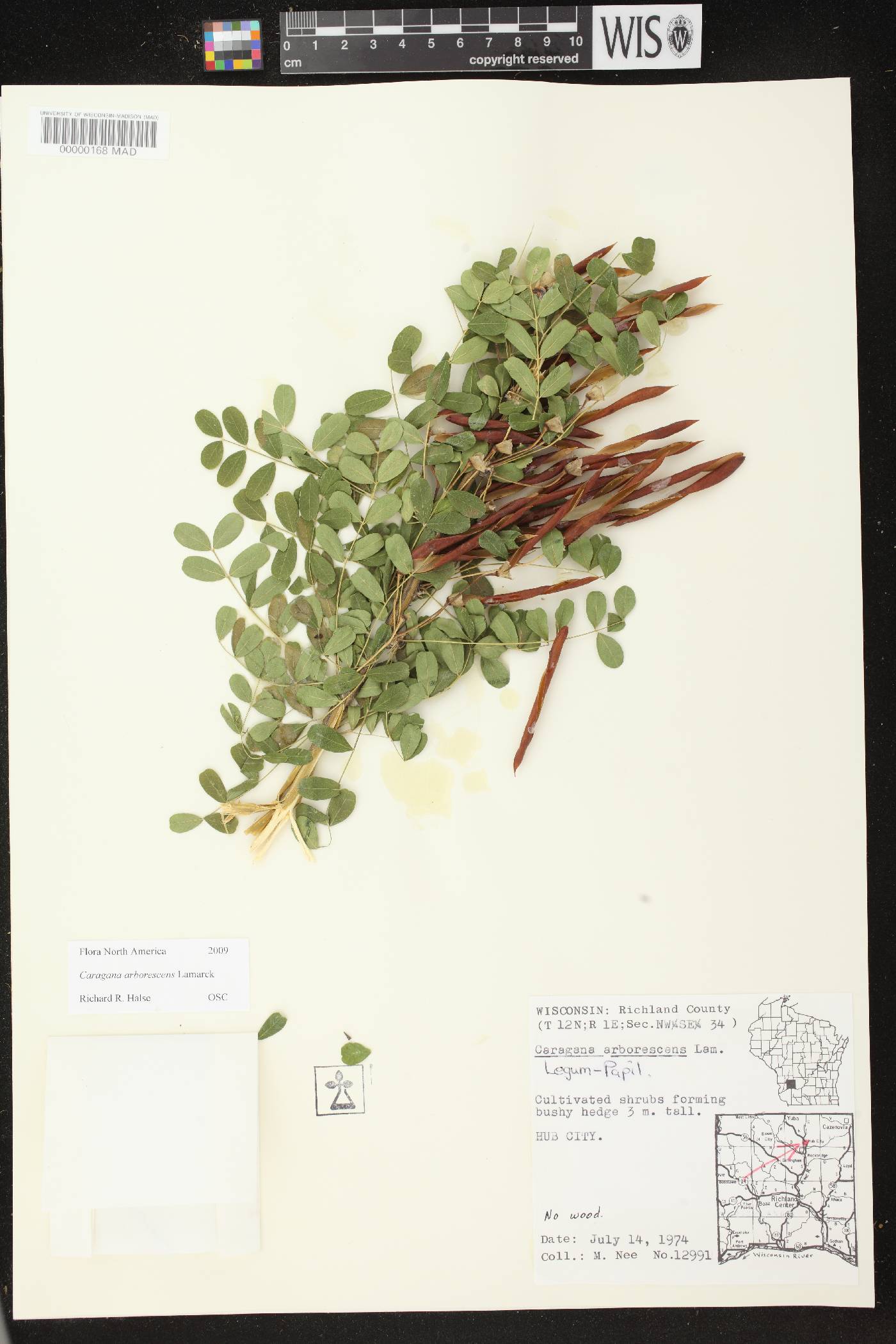 Caragana arborescens image