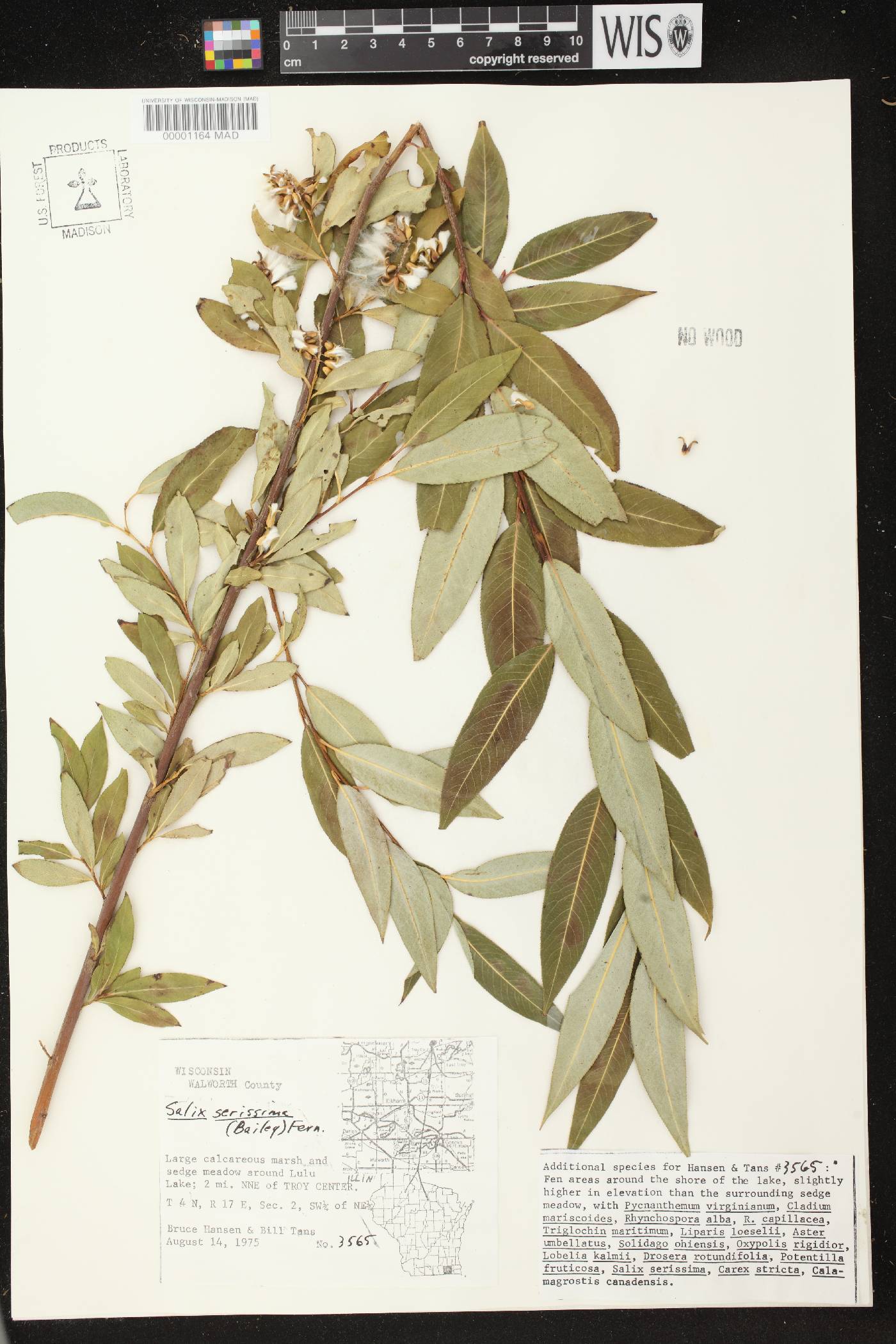 Salix serissima image