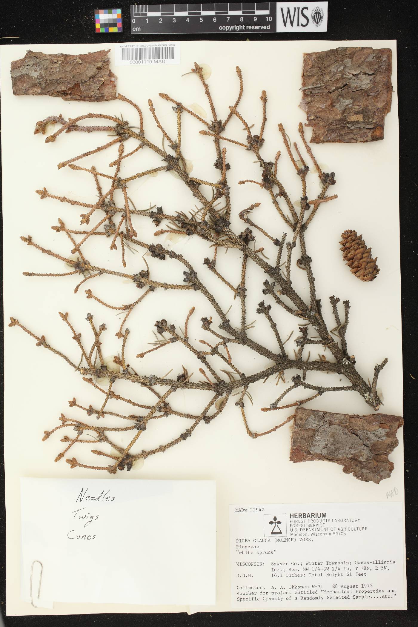 Picea glauca image