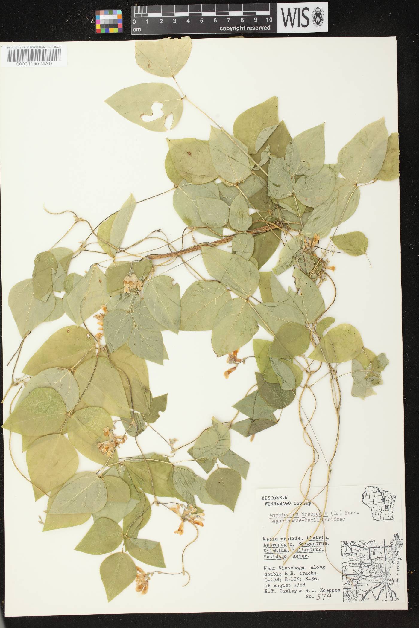 Amphicarpaea bracteata image