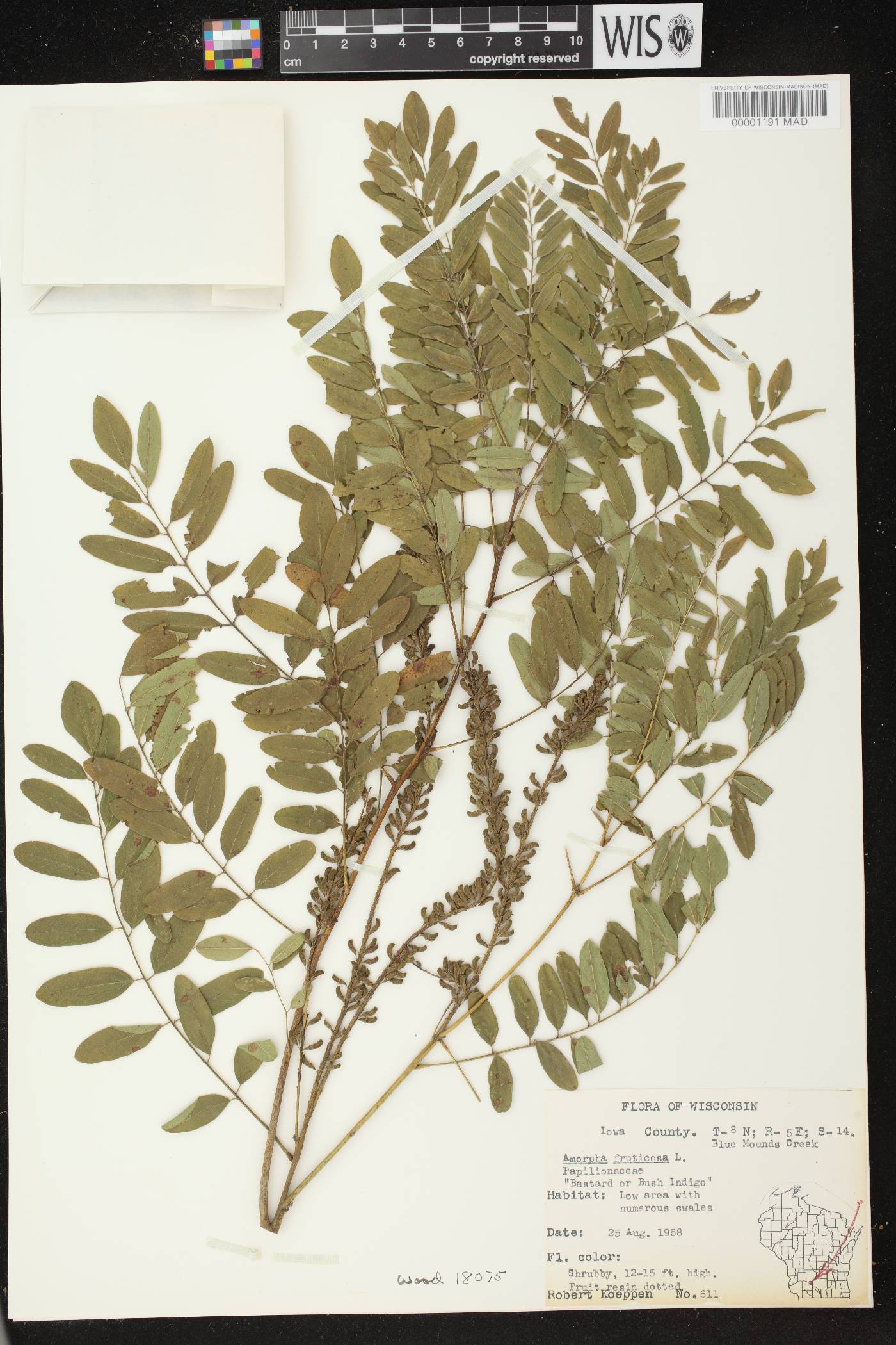 Amorpha fruticosa image