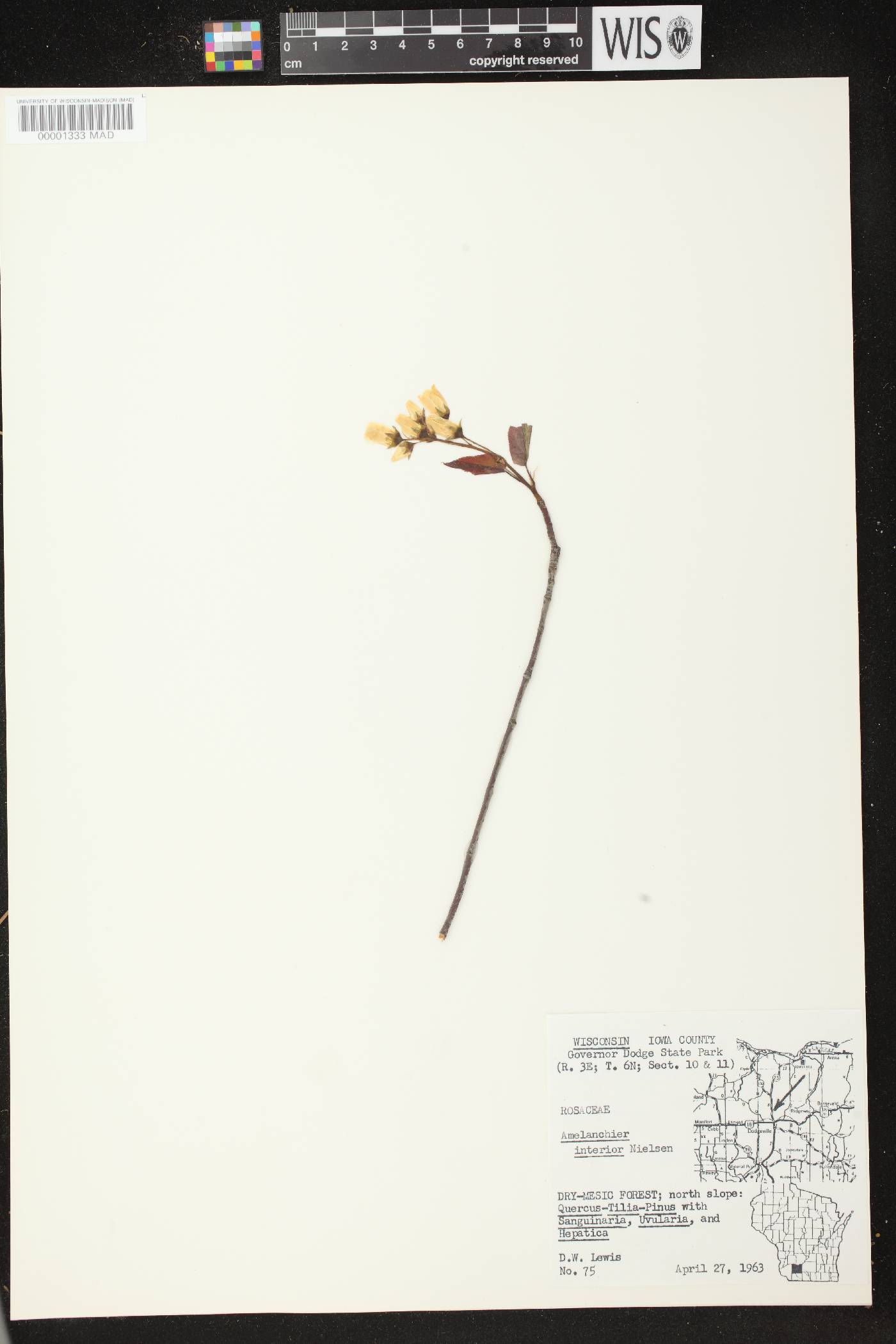 Amelanchier interior image