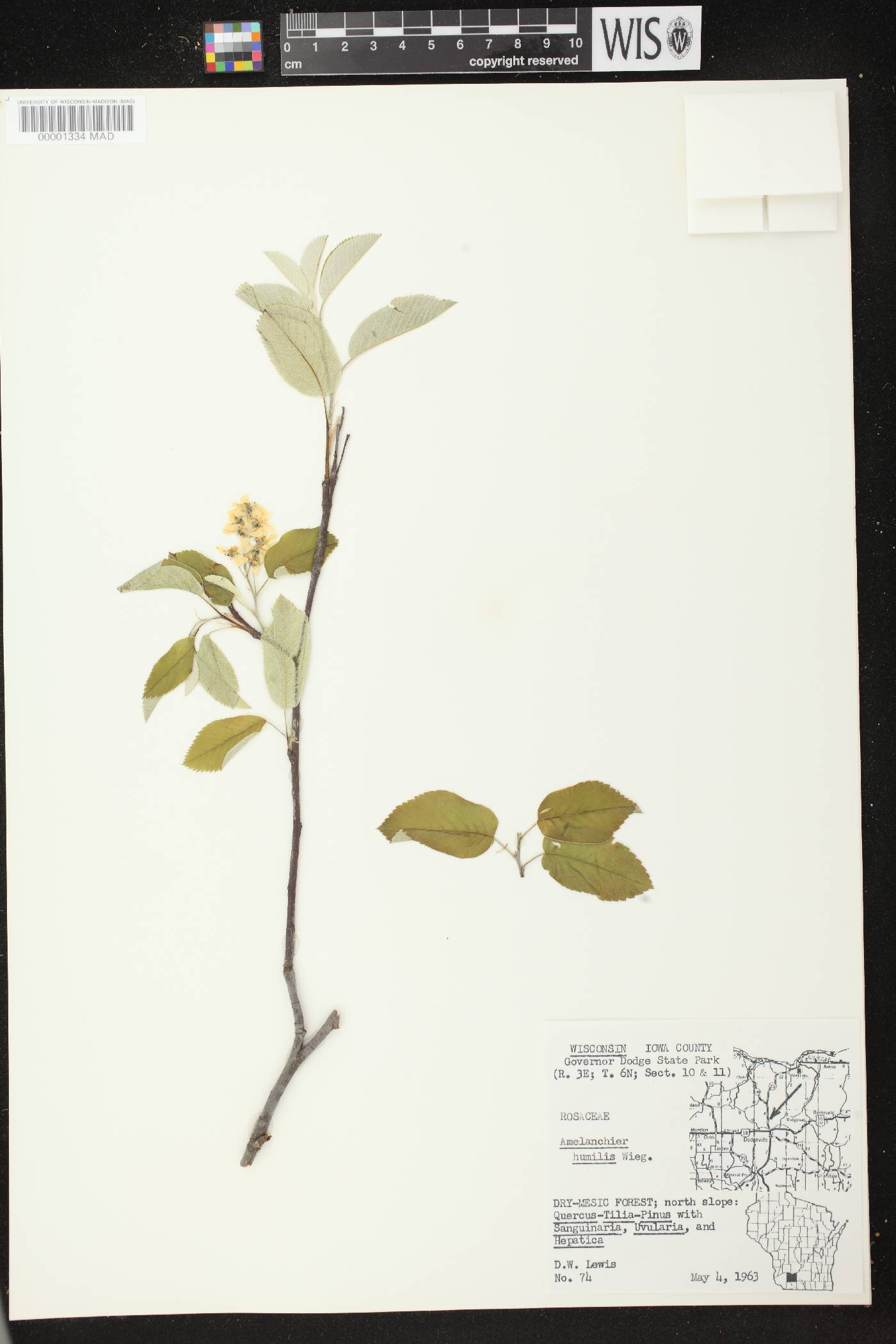Amelanchier sanguinea image