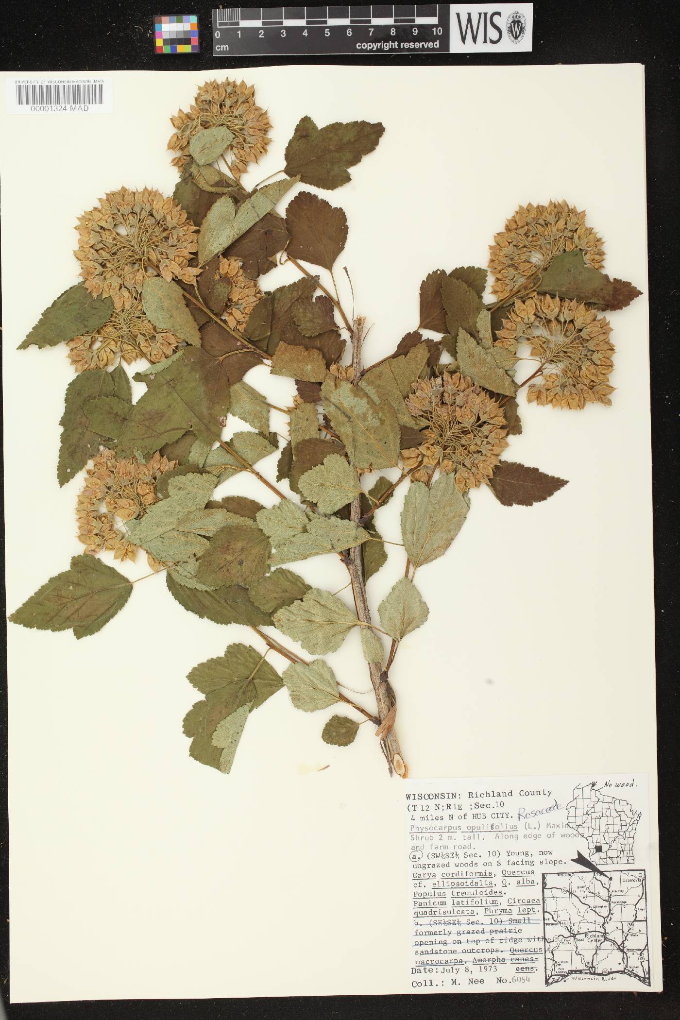 Physocarpus opulifolius image