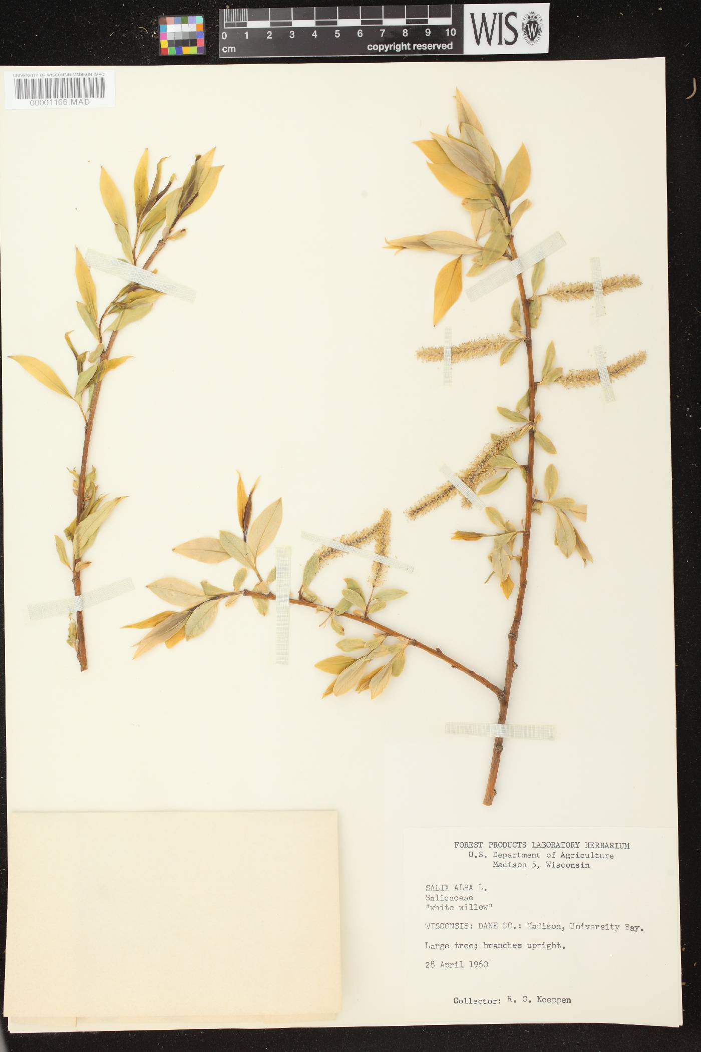 Salix alba image