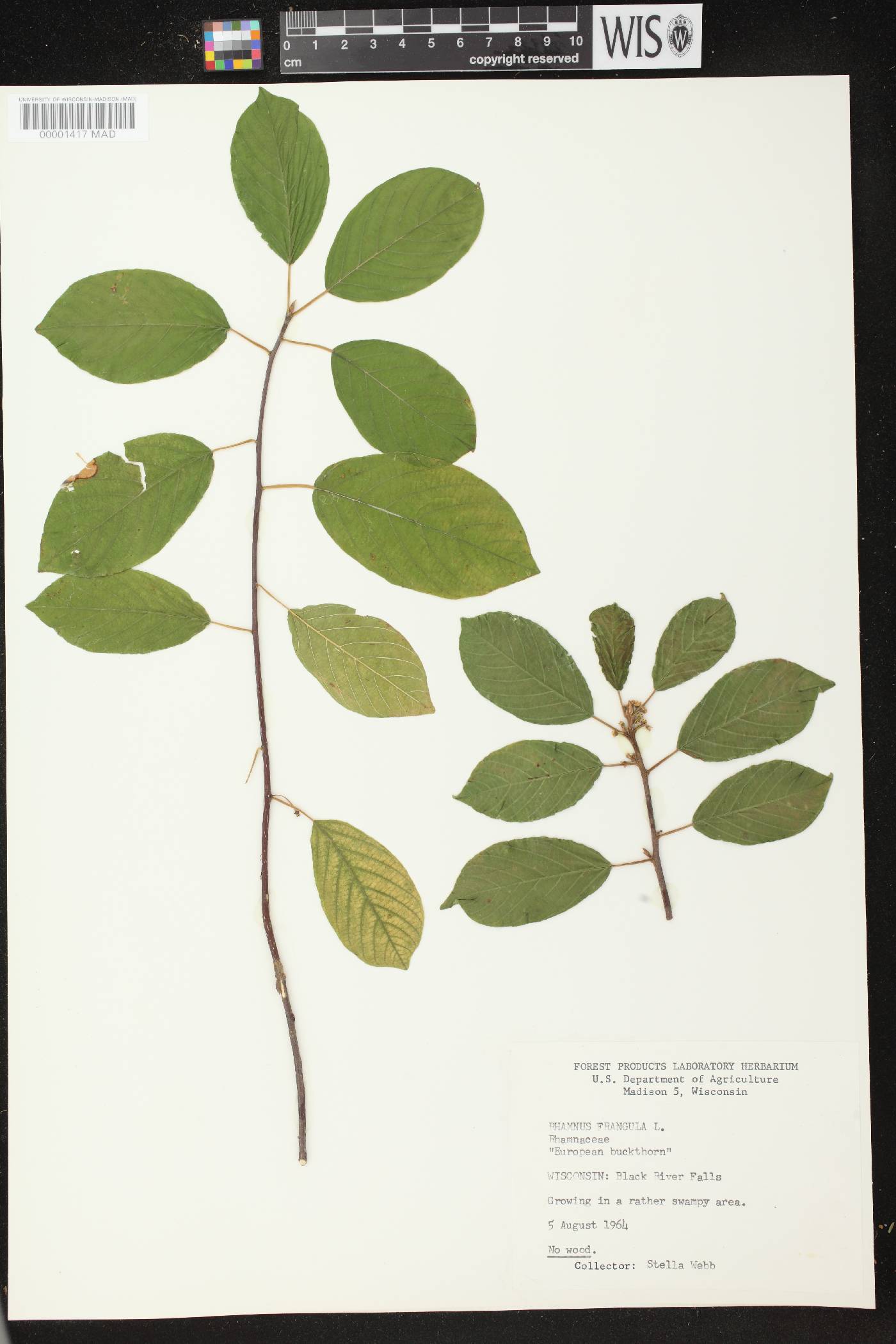 Frangula alnus image