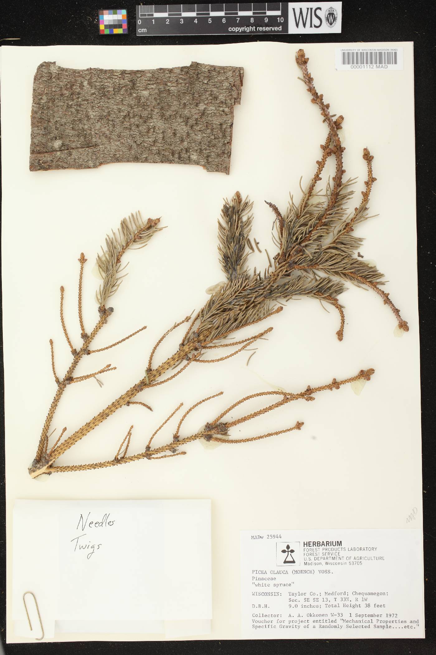 Picea glauca image