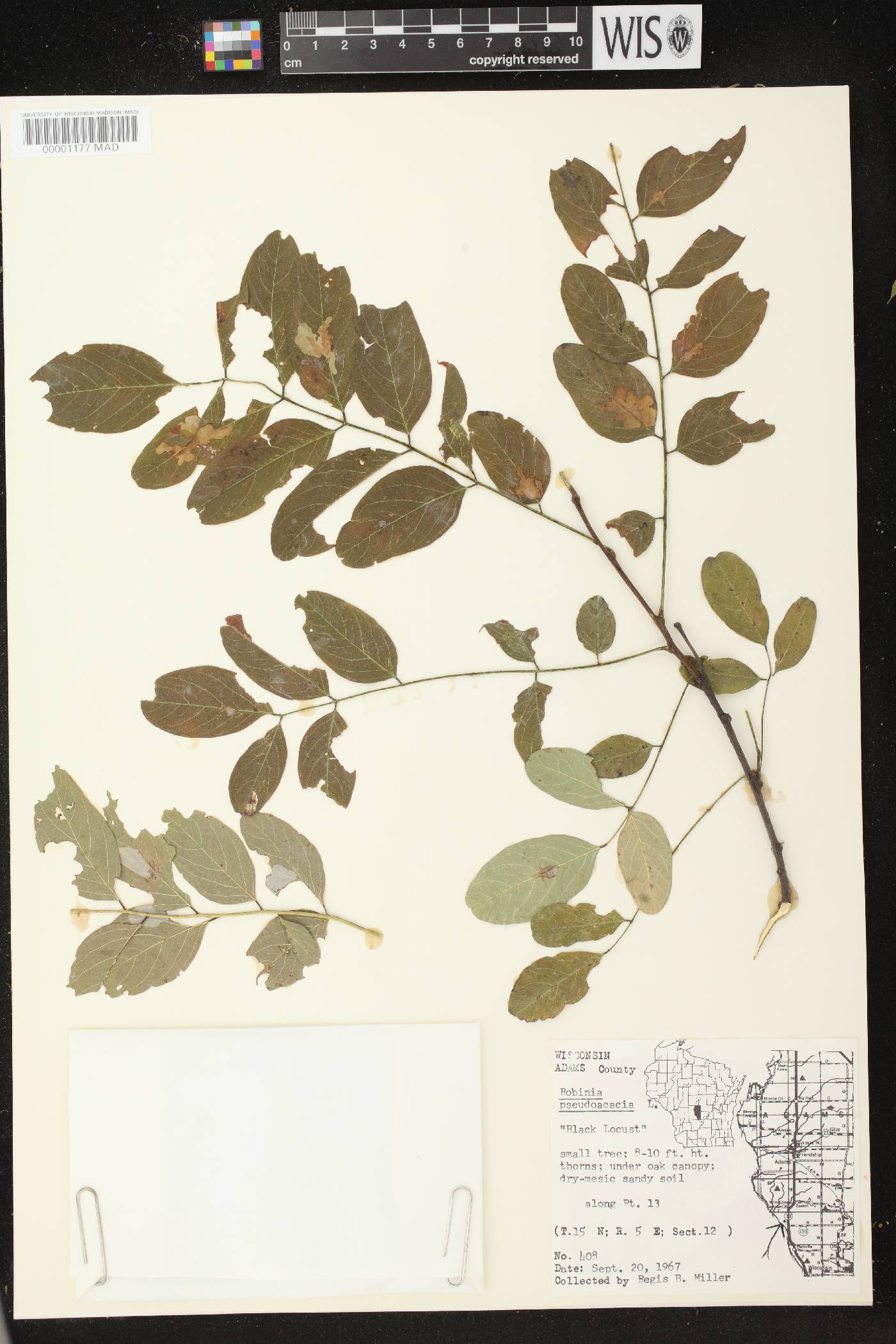 Robinia pseudoacacia image