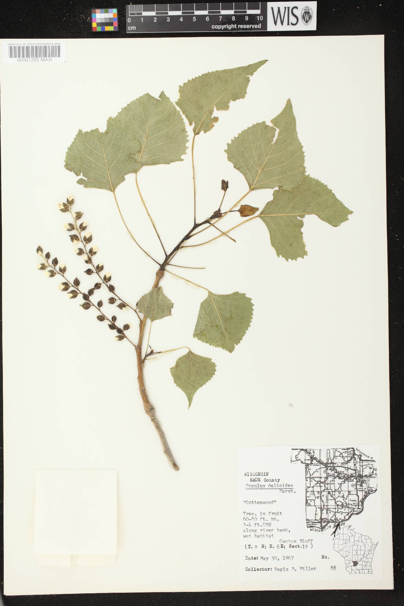 Populus deltoides image
