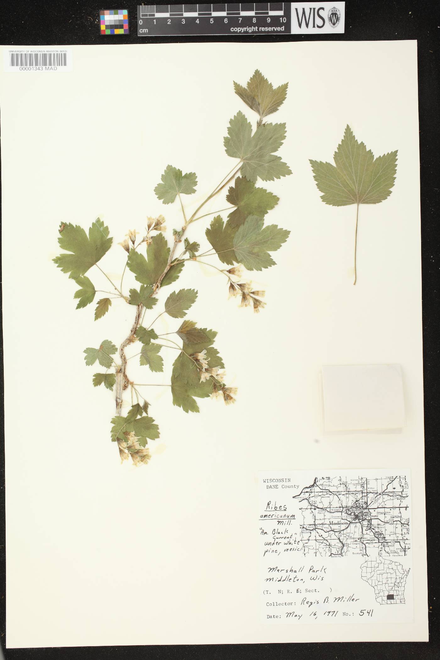 Ribes americanum image