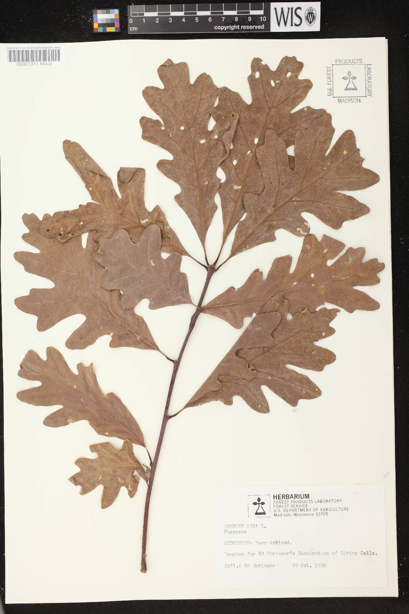 Quercus alba image