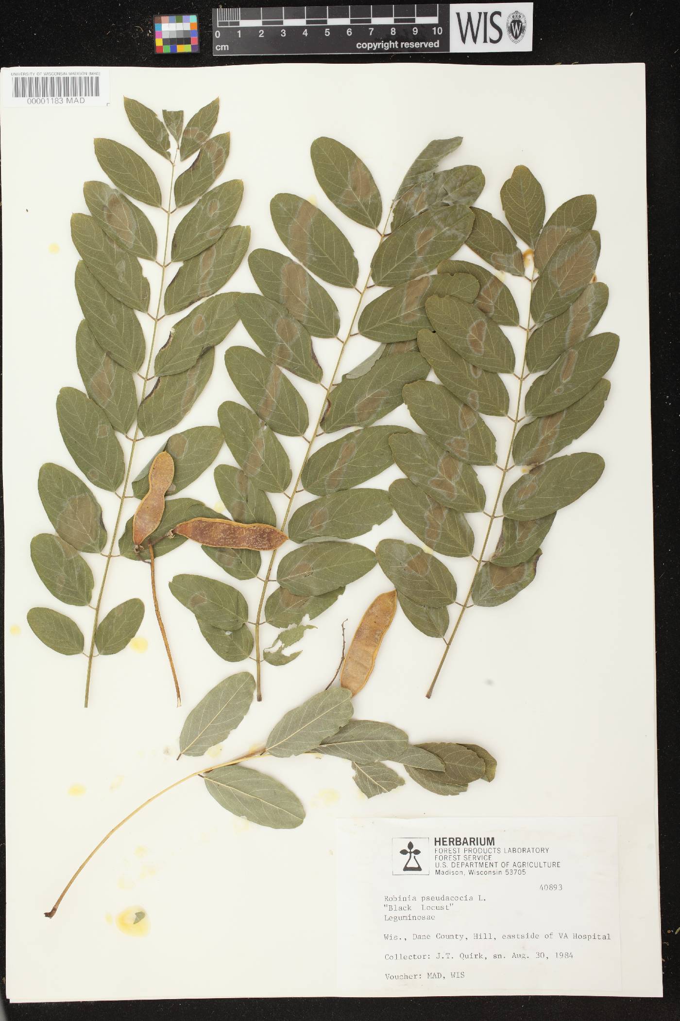 Robinia pseudoacacia image