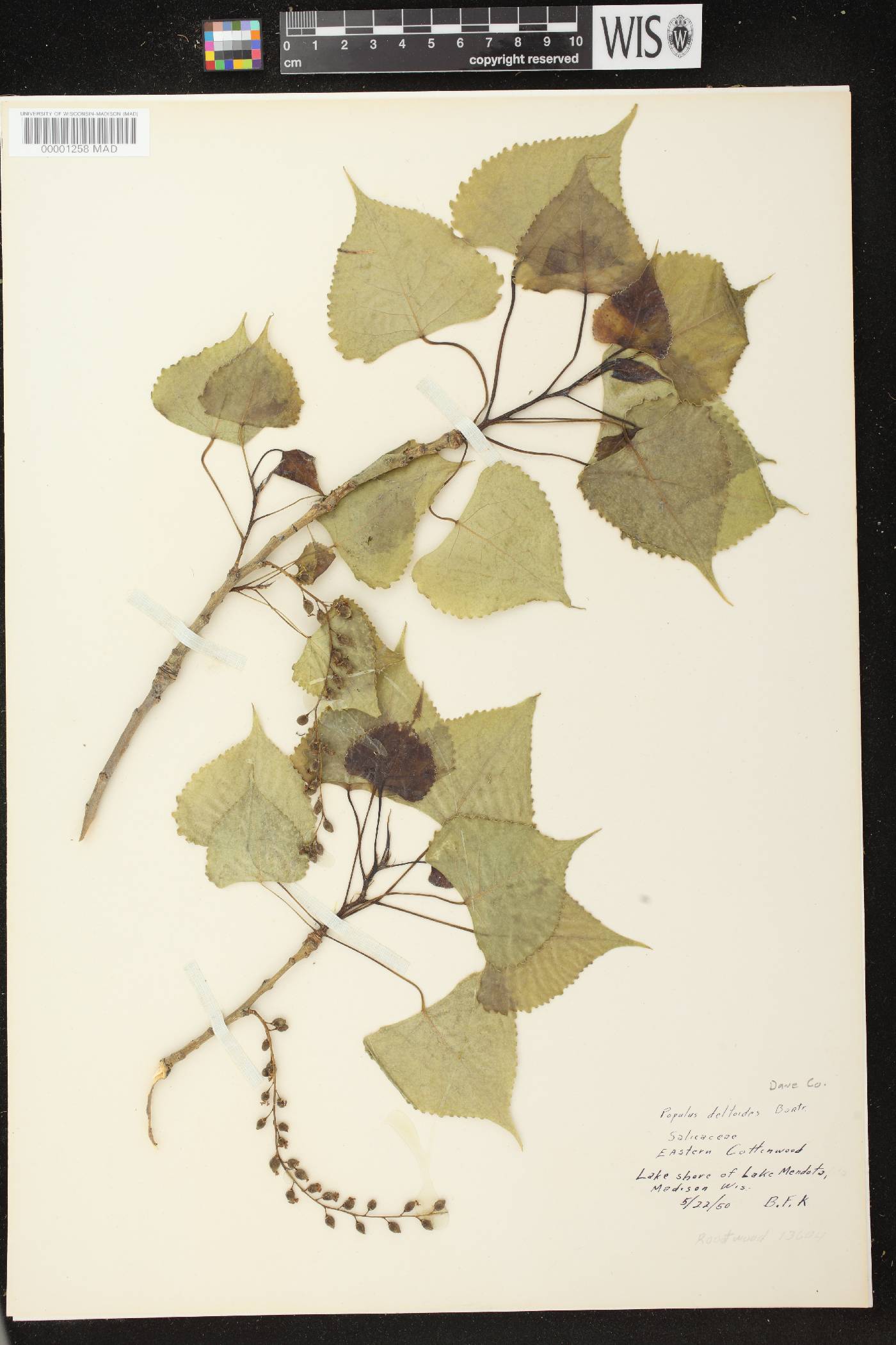 Populus deltoides subsp. monilifera image