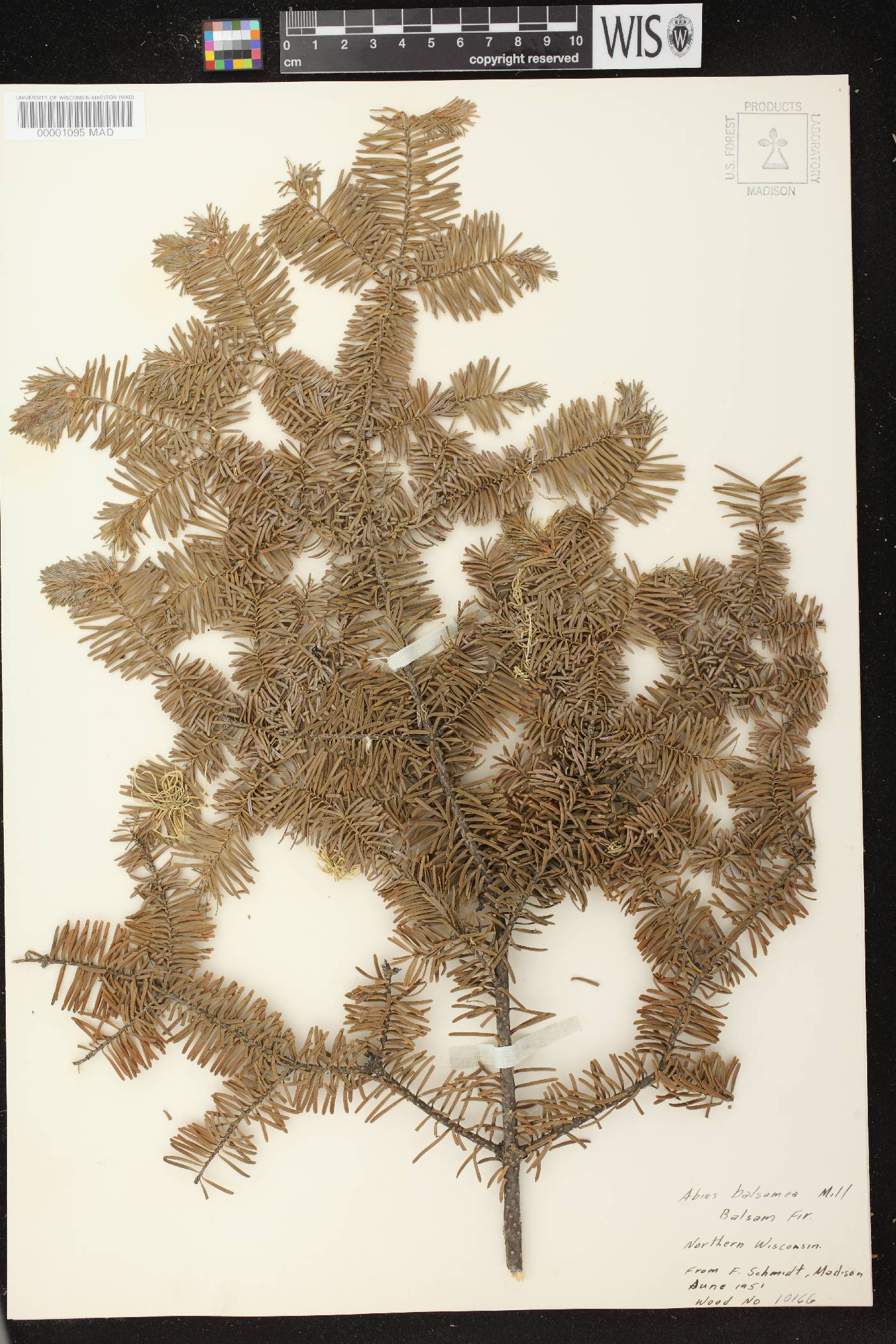 Abies balsamea image