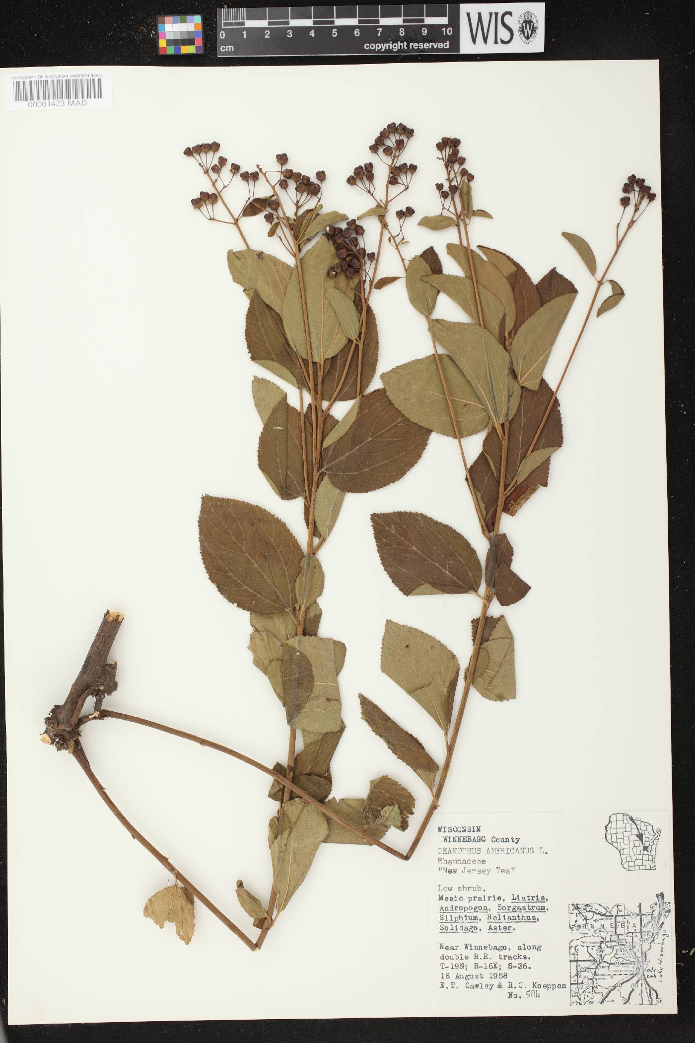 Ceanothus americanus image