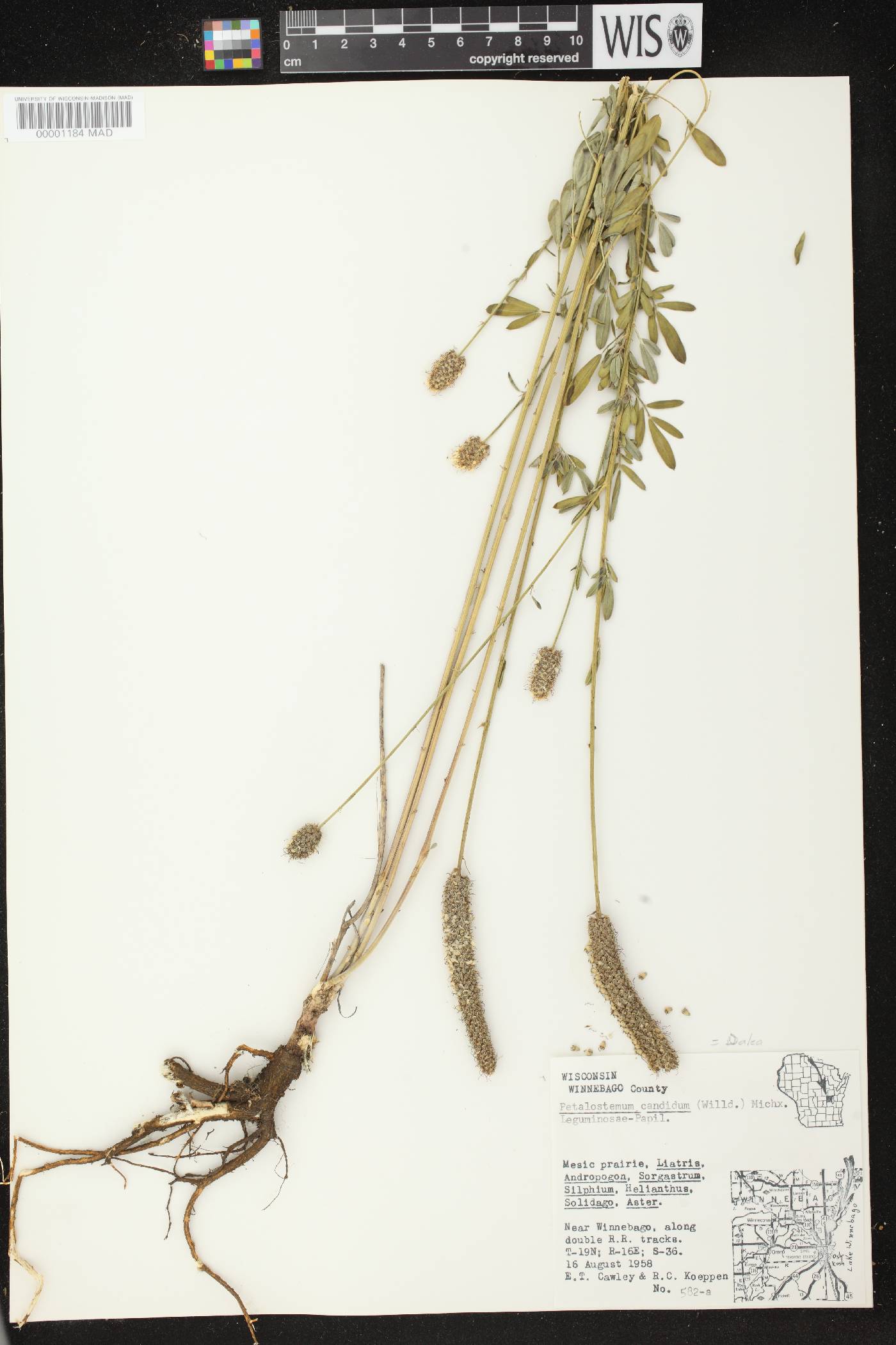 Dalea candida image
