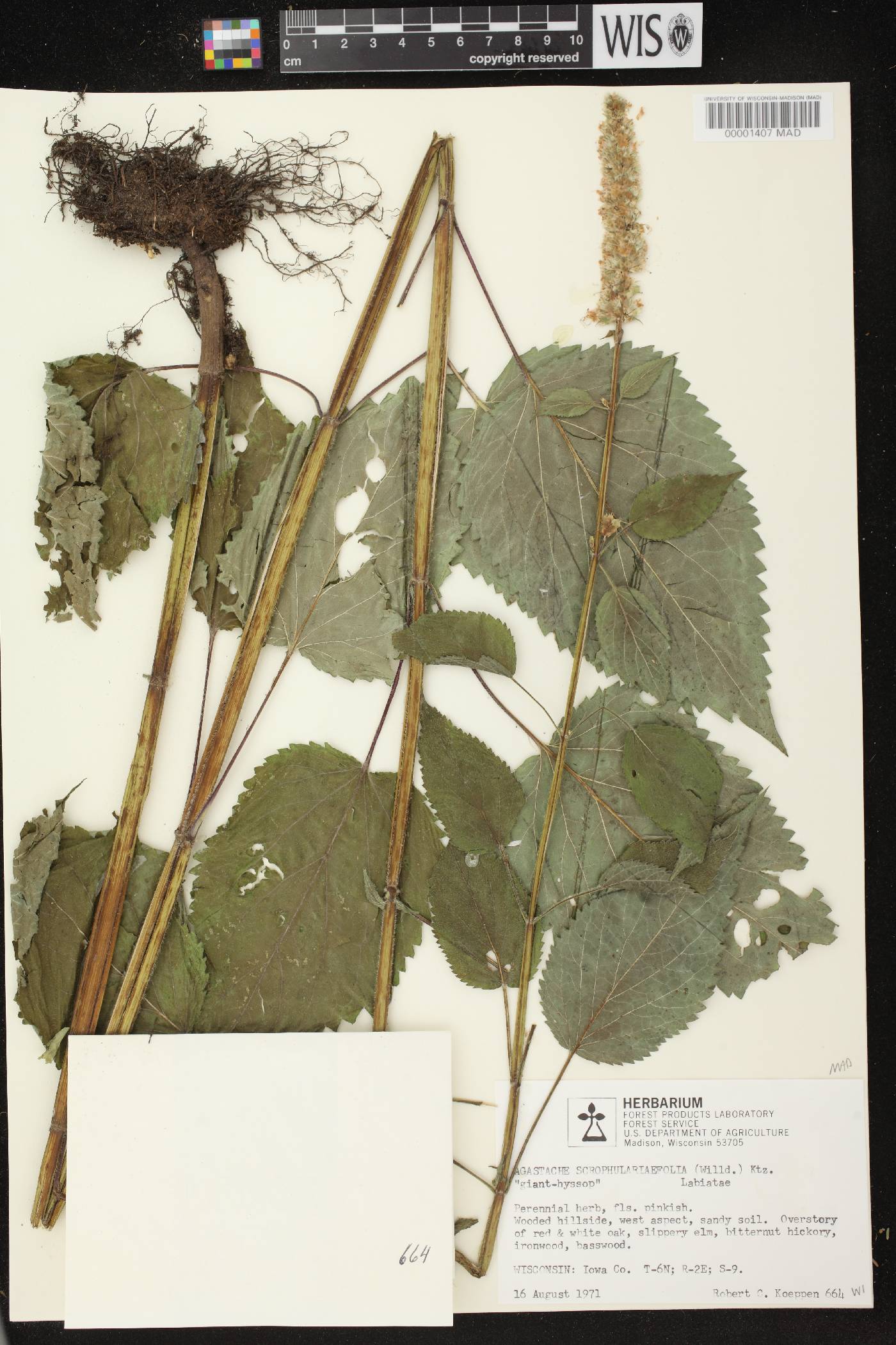 Agastache scrophulariifolia image