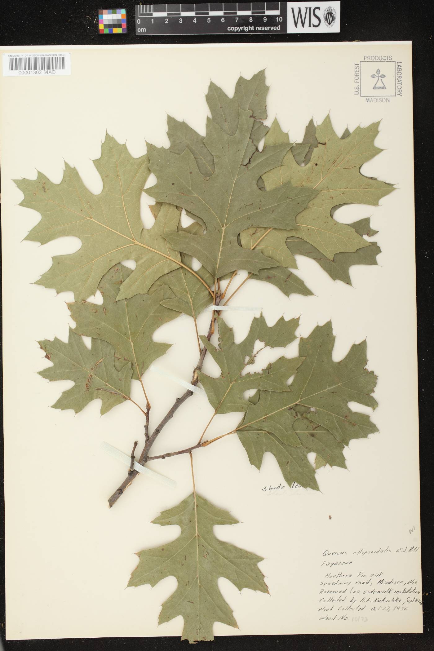 Quercus ellipsoidalis image