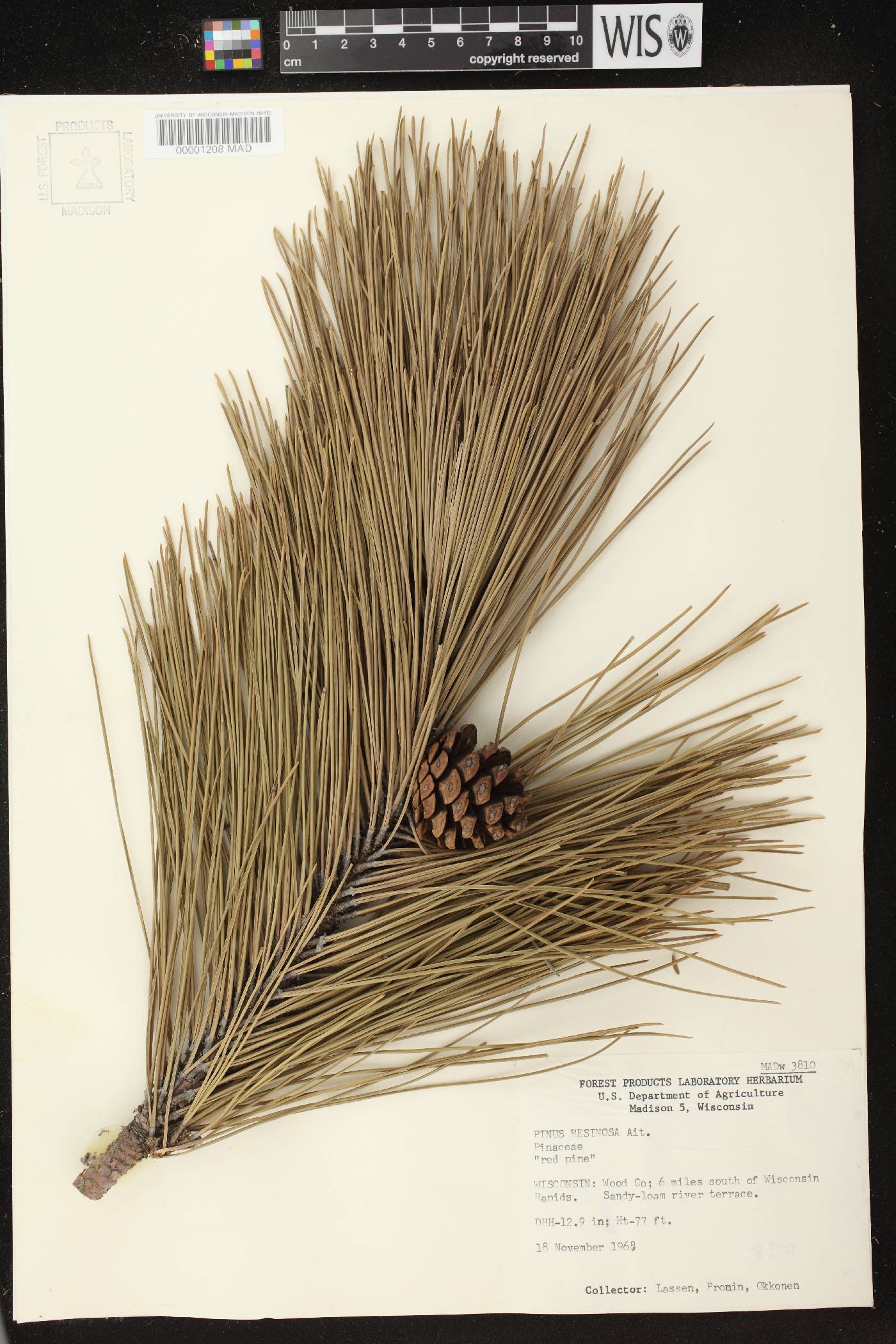 Pinus resinosa image