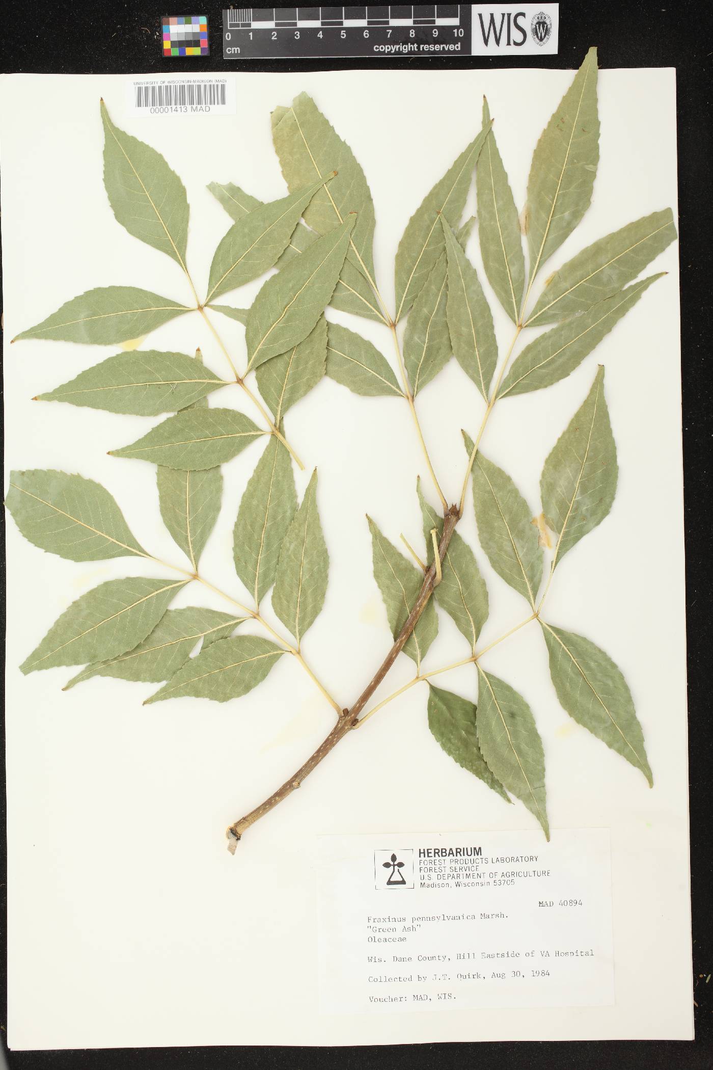 Fraxinus pennsylvanica image