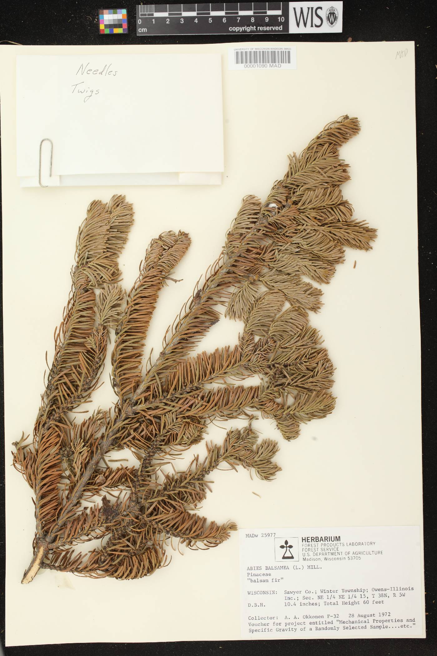 Abies balsamea image