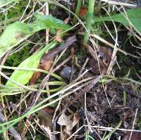 Image of Spiranthes ovalis