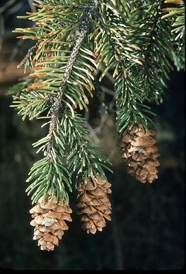 Pinaceae image
