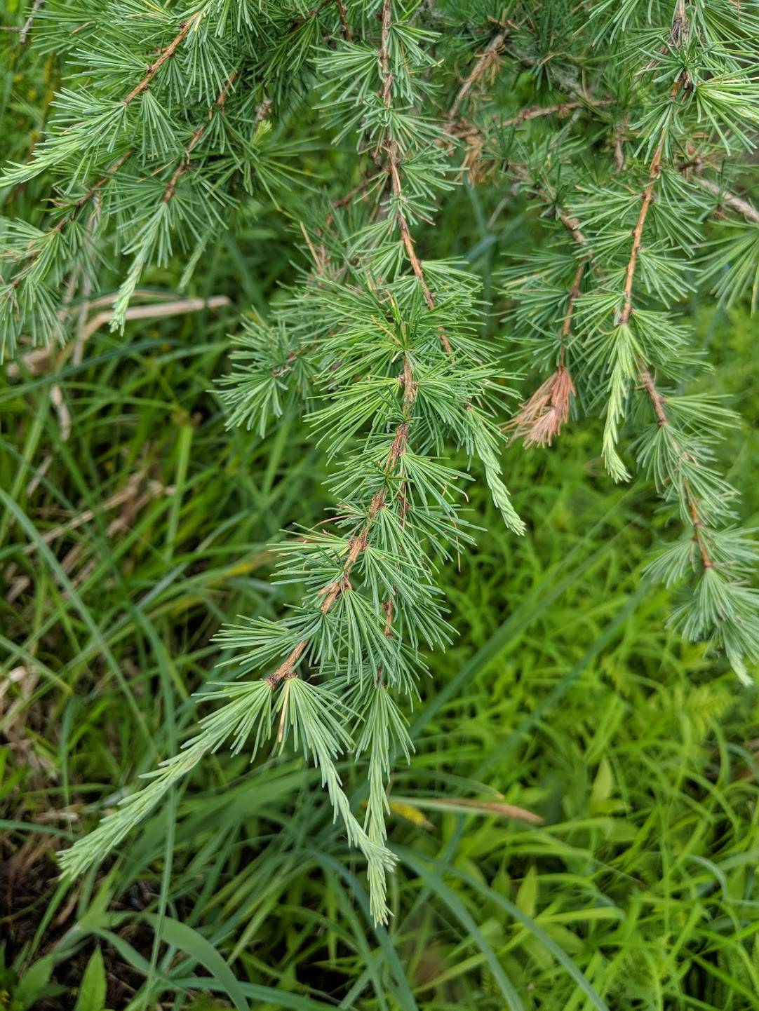 Larix laricina image