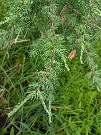 Larix laricina image
