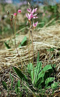 Primula fassettii image