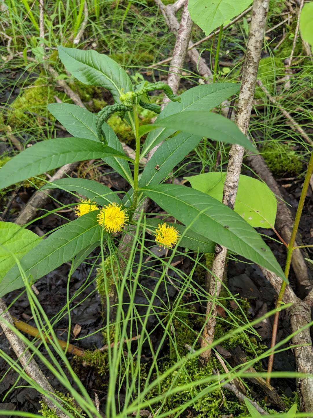 Lysimachia thyrsiflora image