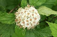 Physocarpus intermedius image