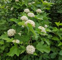 Physocarpus intermedius image