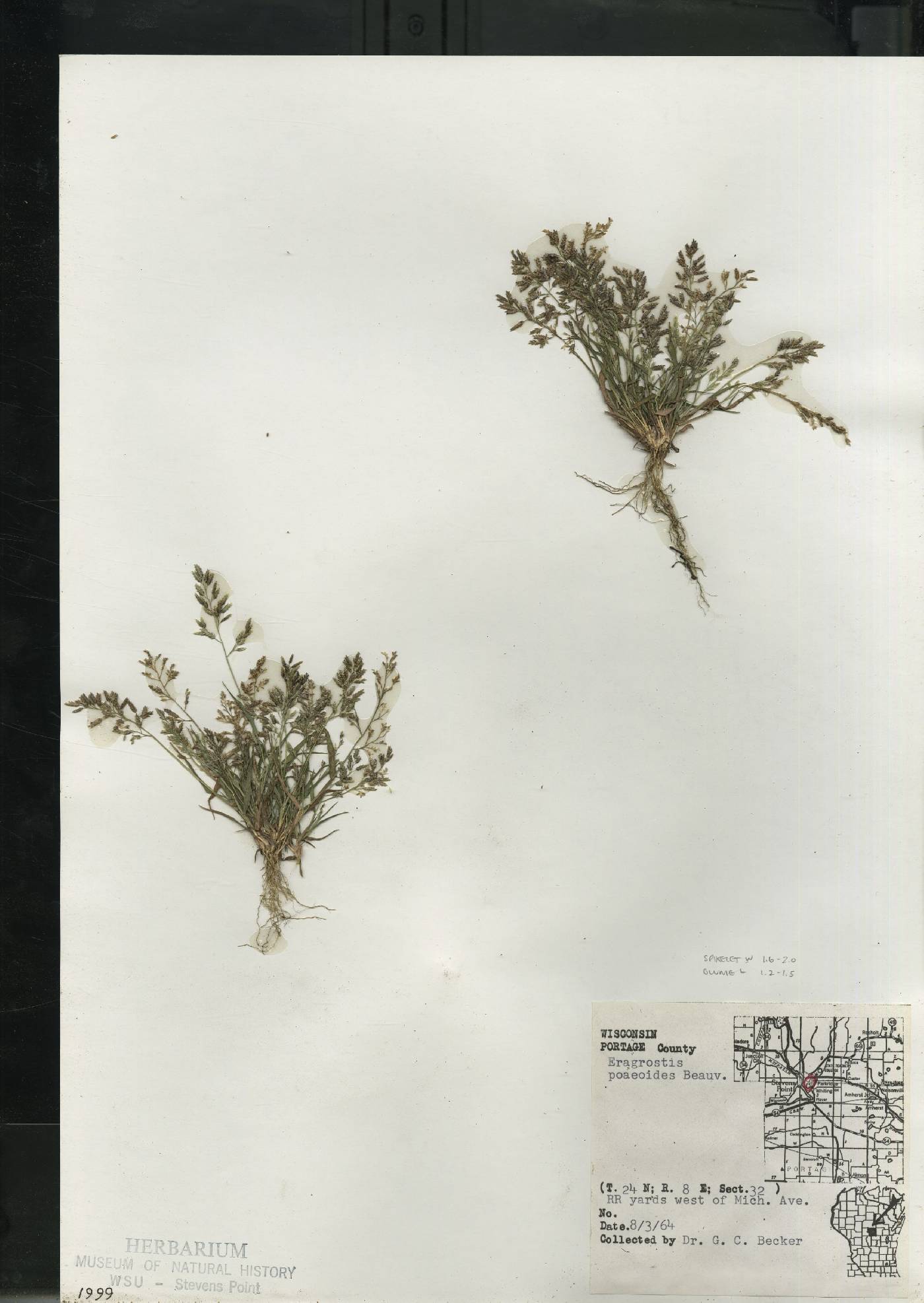 Eragrostis minor image