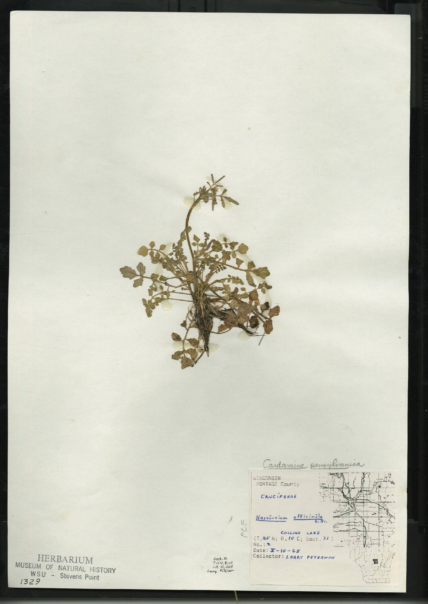 Cardamine pensylvanica image