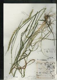 Image of Elymus x ebingeri