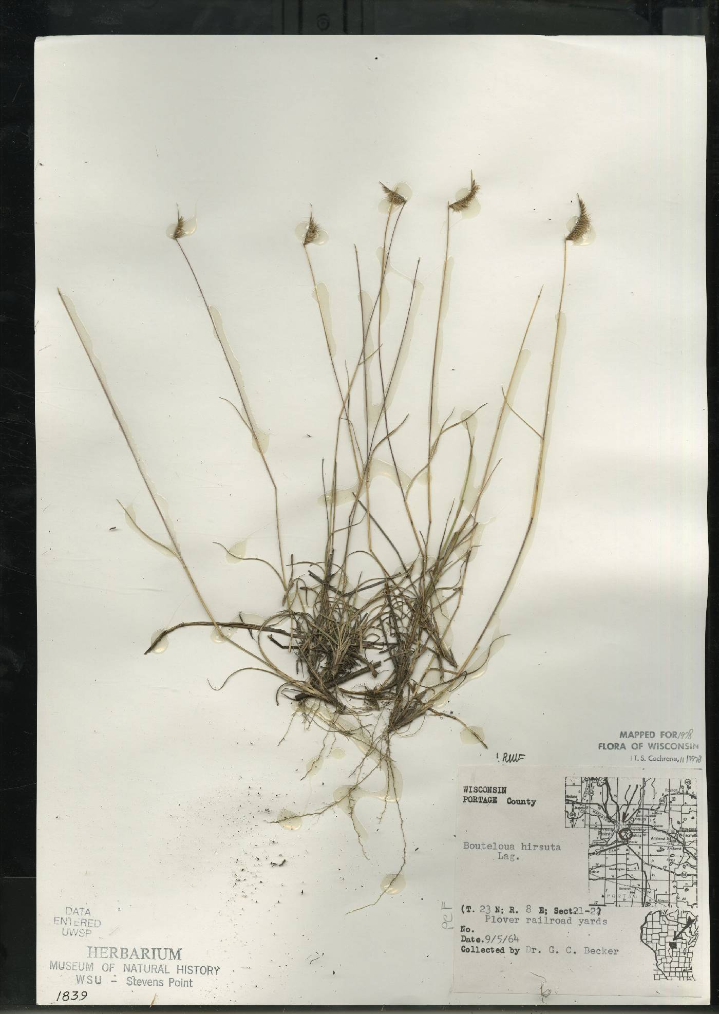 Bouteloua hirsuta subsp. hirsuta image