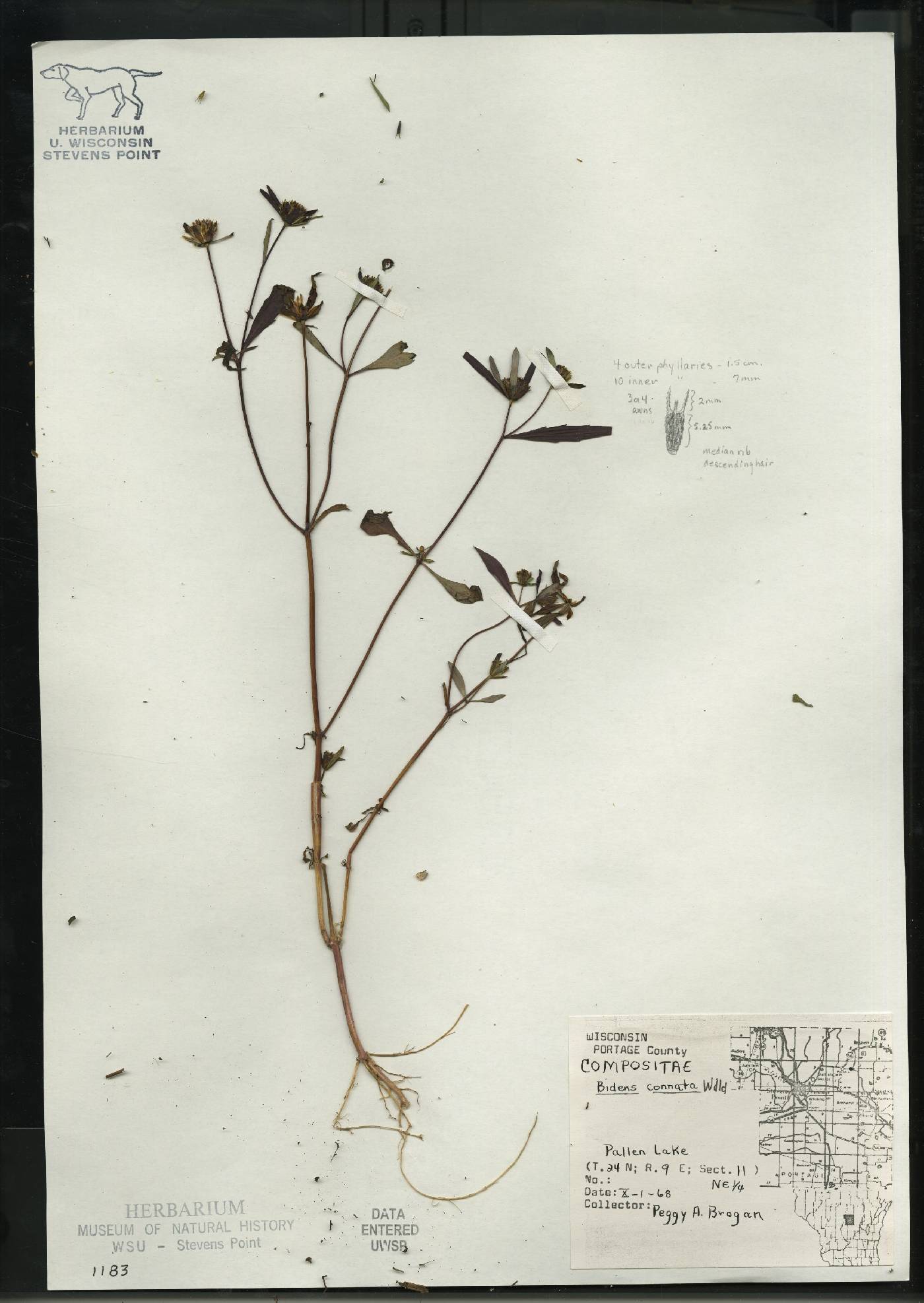 Bidens connata image